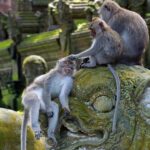 Monkey Forest Ubud